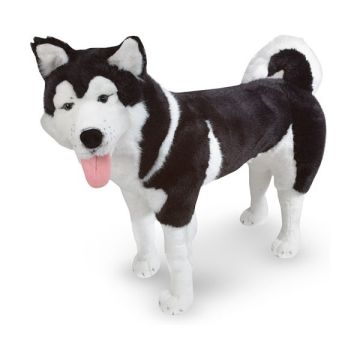 Catel Husky din plus